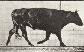 Plate 672 Ox trotting — figure reference